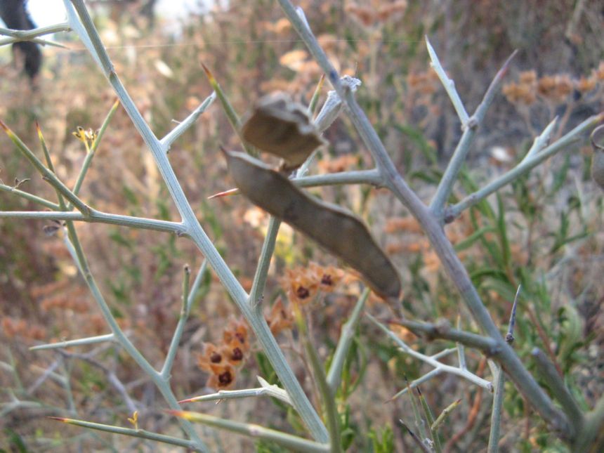 Calicotome spinosa / Sparzio spinoso